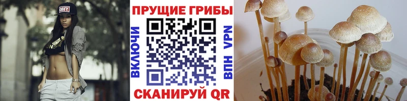 Псилоцибиновые грибы GOLDEN TEACHER  Озёрск 